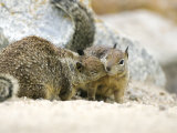 Beecheys Ground Squirrel, Squirrels Greeting, California, USA
