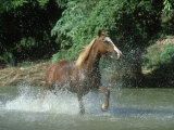 Buy Quarter Horse, Running in River Montana at AllPosters.com