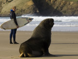 Surfer Standing Near Sea Lion on Beach, the Catlins, Porpoise Bay, New Zealand
