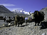Buy Yaks at the Base Camp of the Everest North Side, Tibet at AllPosters.com