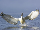 Dalmatian Pelican, Landing, Greece
