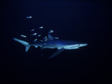 Blue Shark, with Sardines, USA