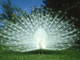 Buy Peacock, Pavo Cristatus, White Form Displaying Tail Feathers at AllPosters.com