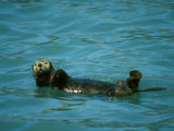 Sea Otter, Resting in Sea, Alaska