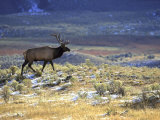 Rocky Mountain Elk, Yellowstone National Park, USA