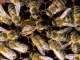 Buy Honey Bees at AllPosters.com