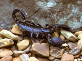 Buy Scorpion at AllPosters.com