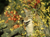 Buy Coyote, Canis Latrans in Autumn Montana at AllPosters.com