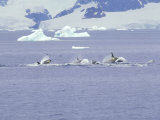 Antarctic Orca, Antarctic Peninsula Photographic Print