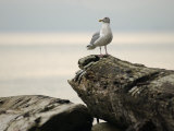 Seagull, Vancouver, British Columbia, Canada