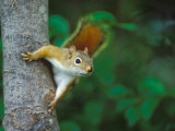 Buy Red Squirrel on Tree Trunk, USA at AllPosters.com