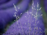 Lavender Fields in Flower, France