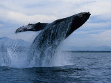 Humpback Whale, Breaching, Puerto Vallarta