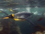 Buy King Penguin, Underwater, Sub Antarctic at AllPosters.com