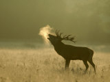 Red Deer, Stag Roaring, UK