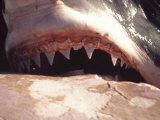 Great White Shark, Feeds on Whale Carcass at Seal Island, South Africa, Atlantic Ocean