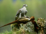 Goshawk, Feeding on Pheasant, Scotland
