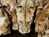 Lions Drinking, Ruaha National Park, Tanzania