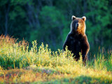 Buy Grizzly of Kronotska National Park, Kamchatka, Russia at AllPosters.com