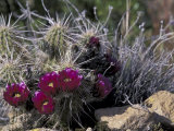 Strawberry Hedgehog, Saguaro National Park, Arizona, USA