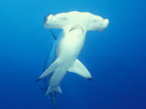 Scalloped Hammerhead Shark