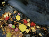 Stream in Fall, Maine, USA