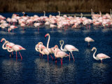 Flock of Pink Flamingoes, Camargue, France