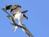 This Adult Osprey Dines on a Fresh Fish