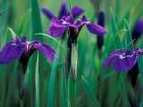 Wild Iris on Knight Island, Alaska, USA