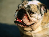 English Bulldog Smiling, Castleton, United Kingdom
