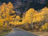Aspen Trees on the Slopes of Mt. Timpanogos, Wasatch-Cache National Forest, Utah, USA