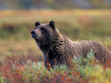 Grizzly Bear Surrounded by Fall Colors of Denali National Park, Alaska, USA