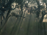 Morning Light Through Oaks in Fog, Savannah, Georgia, USA