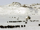 The Buffalo Herd of the Assinibone and Gros Ventre Indians