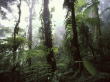 Buy Monteverde Cloud Forest, Costa Rica at AllPosters.com