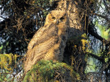Buy Immature Great Horned Owl in a Spruce Tree, Fairbanks, Alaska, USA at AllPosters.com