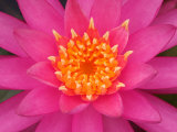 Hybrid Water Lily, Louisville, Kentucky, USA