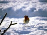 Robin in Snow, 1979