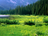 Buy Meadow and Forest on Shore of Gibson Lake, Kokanee Glacier Provincial Park, Kaslo, Canada at AllPosters.com