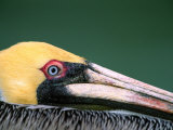 Male Brown Pelican in Breeding Plumage, Sanibel Island, Florida, USA