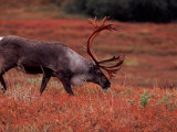 Bull Barren Ground Caribou and Colorful Tundra in Denali National Park, Alaska, USA