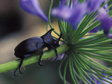 Rhinoceros Beetle, Papua New Guinea