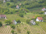 Vineyard View from Calvary Hill, Southern Transdanubia, Hungary