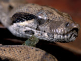 Buy Young Boa Constrictor, Barro Colorado Island, Panama at AllPosters.com