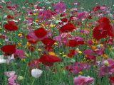 Shirley Mixed and California Poppy Field in Sequim, Washington, USA