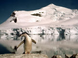 Chinstrap Penguin at Paradise Bay in Antarctica, 1975