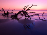 Buy Tree Graveyard on Beach at Dusk, Jekyll Island, Georgia, USA at AllPosters.com