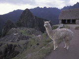 Buy Llama by Guard House, Ruins, Machu Picchu, Peru at AllPosters.com