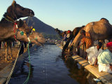 Camel Tradesman Stay Close to Their Livestock as They Drink from a Water Hole