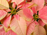 Buy Christmas Royal Poinsettia at AllPosters.com